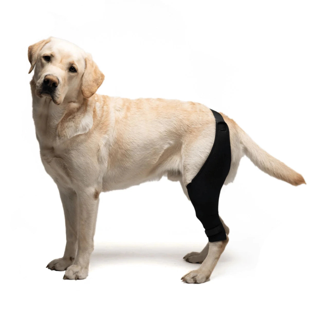 FlexiPup™ | Adjustable Dog Knee Brace