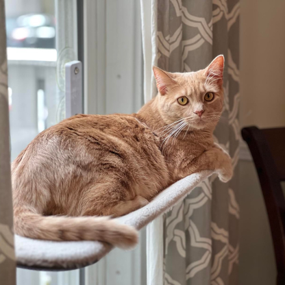 Purrch™ | Cat Window Hammock