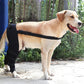 FlexiPup™ | Adjustable Dog Knee Brace