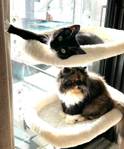 Purrch™ | Cat Window Hammock