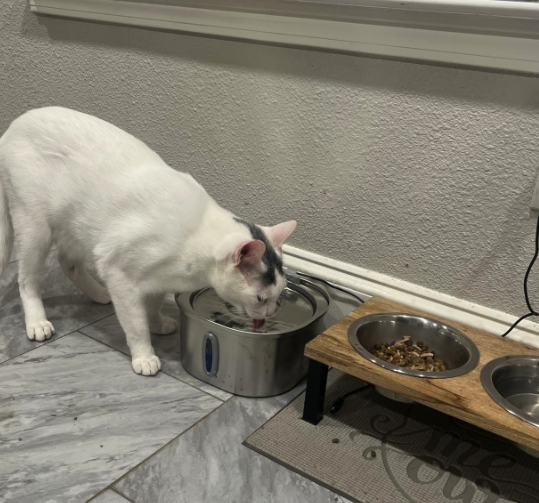 PurrFlow™ - Moving Water Fountain