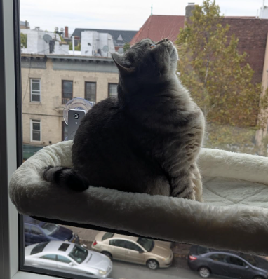 Purrch™ | Cat Window Hammock