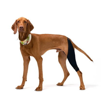 FlexiPup™ | Adjustable Dog Knee Brace